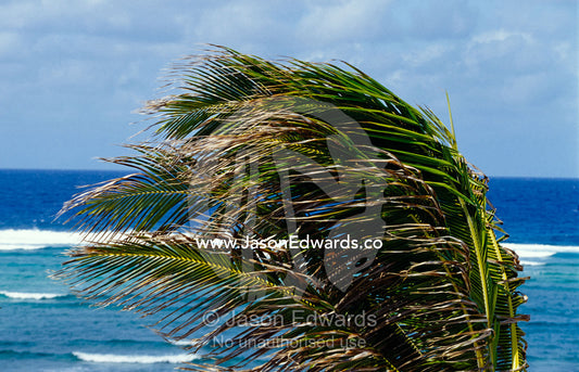 Strong tropical winds buffet palm tree fronds on a remote island. Willis Island, Coral Sea Island Territory, Australia.