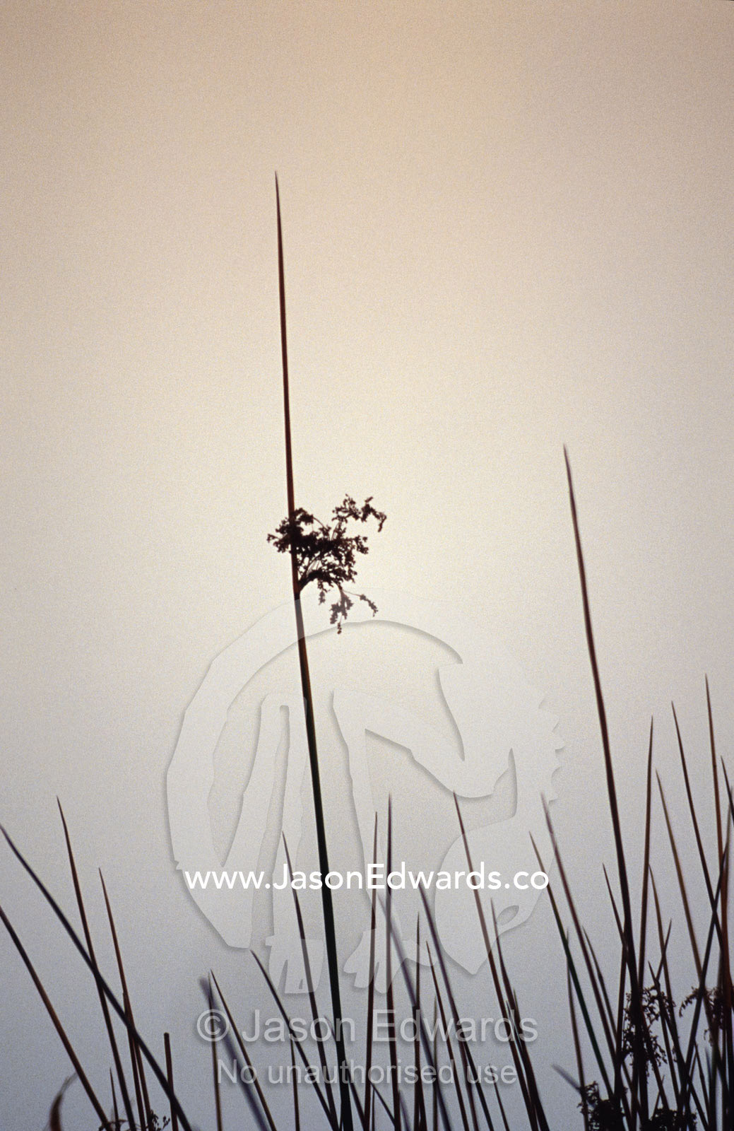 The pre-dawn light and the delicate form of wetland reeds in the mist. The Pit, Albury, New South Wales, Australia.