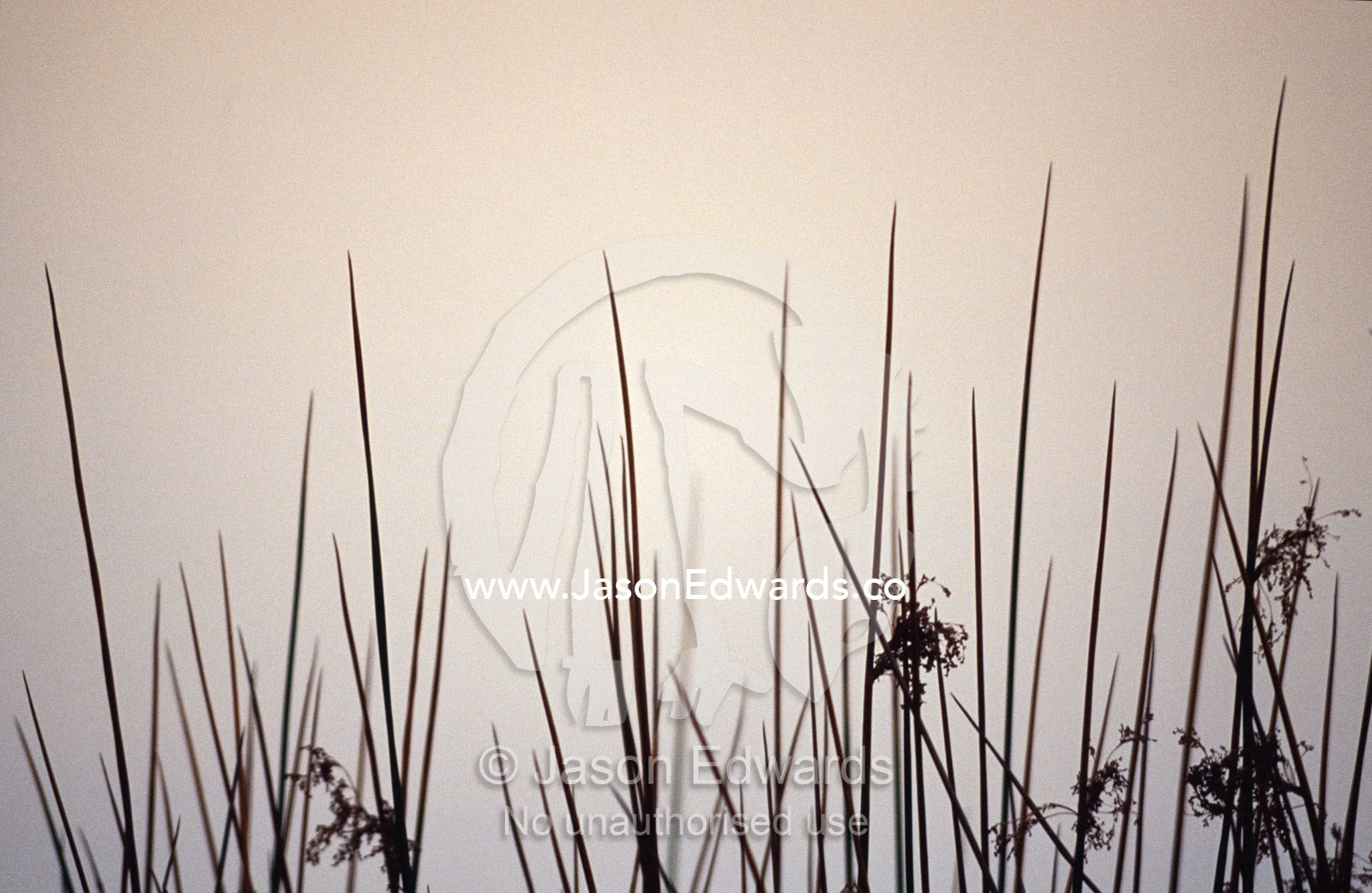The pre-dawn light and the delicate form of wetland reeds in the mist. The Pit, Albury, New South Wales, Australia.