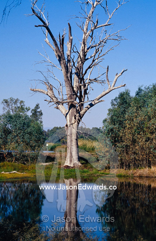 A dead River Red Gum stag reflected in a small wetland. Wonga Wetlands, New South Wales, Australia.