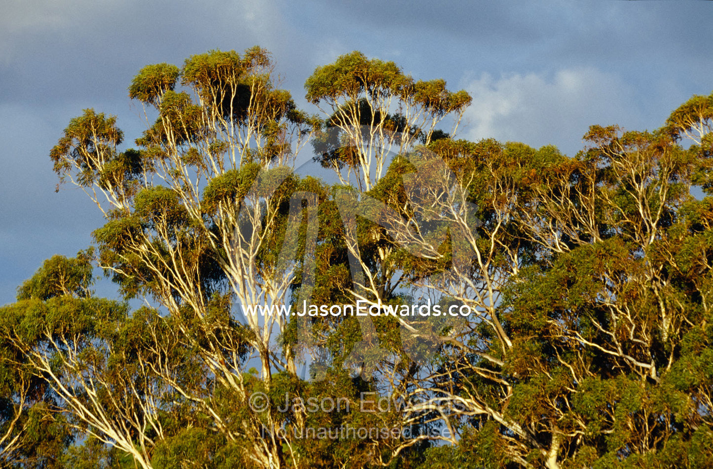 Sunset falls over a stormy sky and Eucalypt forest canopy. Metung, Gippsland Lakes, Victoria, Australia.