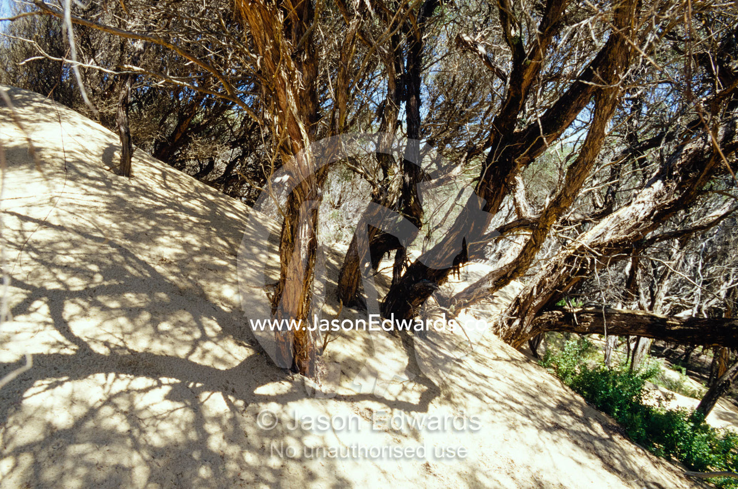 Coastal Tea Trees and shrubs emerge from a sand dune. The Lakes, National Park, Victoria, Australia.