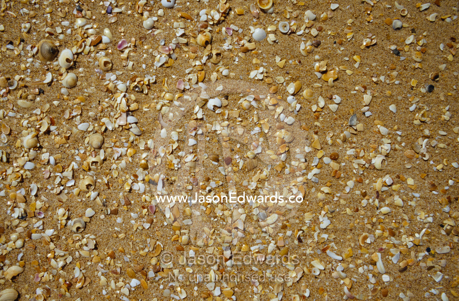 A detail of the texture of sand and shells on the Ninety Mile Beach. The Lakes National Park, Victoria, Australia.