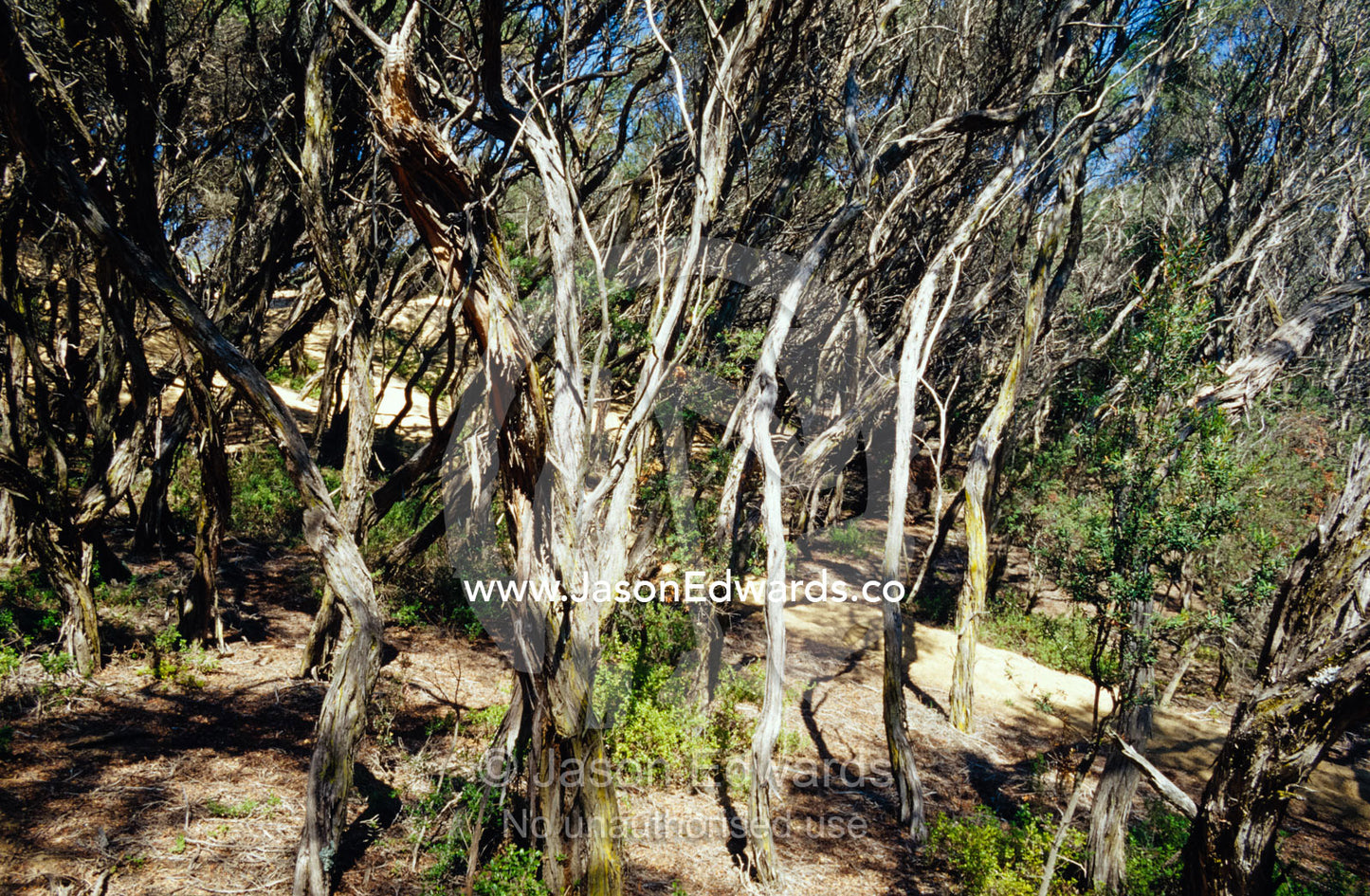 Coastal Tea Trees and shrubs emerge from a sand dune. The Lakes National Park, Victoria, Australia.