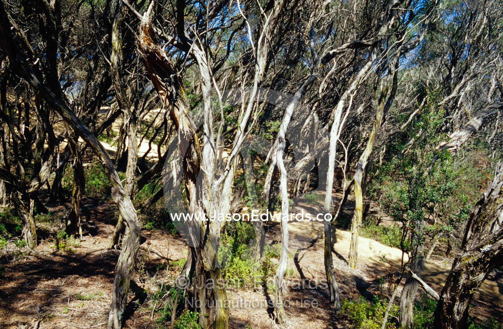 Coastal Tea Trees and shrubs emerge from a sand dune. The Lakes National Park, Victoria, Australia.