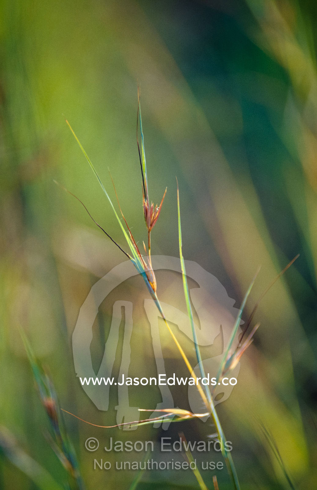 The setting sun catches a patch of Kangaroo Grass, Themeda triandra. Big Mitchell Creek, Queensland, Australia.