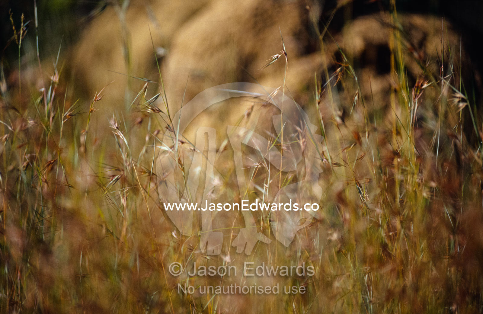 The setting sun catches a patch of Kangaroo Grass, Themeda triandra. Big Mitchell Creek, Queensland, Australia.