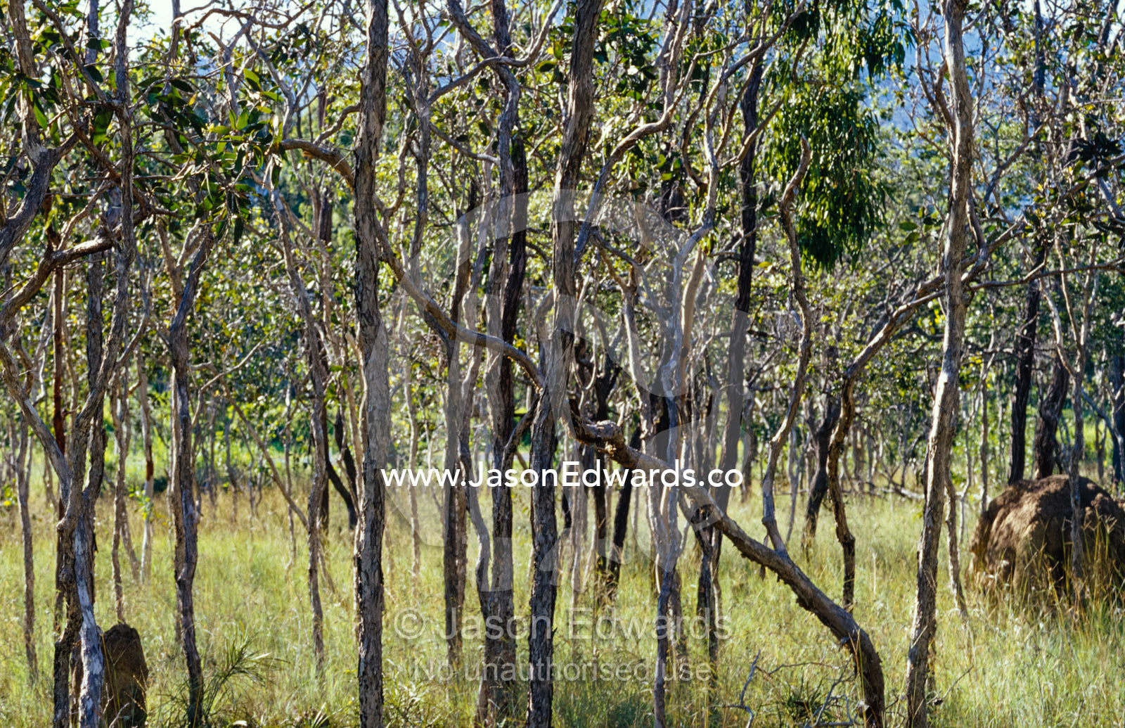 Termite mounds in a Tropical Paperbark Woodland, Melaleuca viridiflora Big Mitchell Creek, Queensland, Australia.