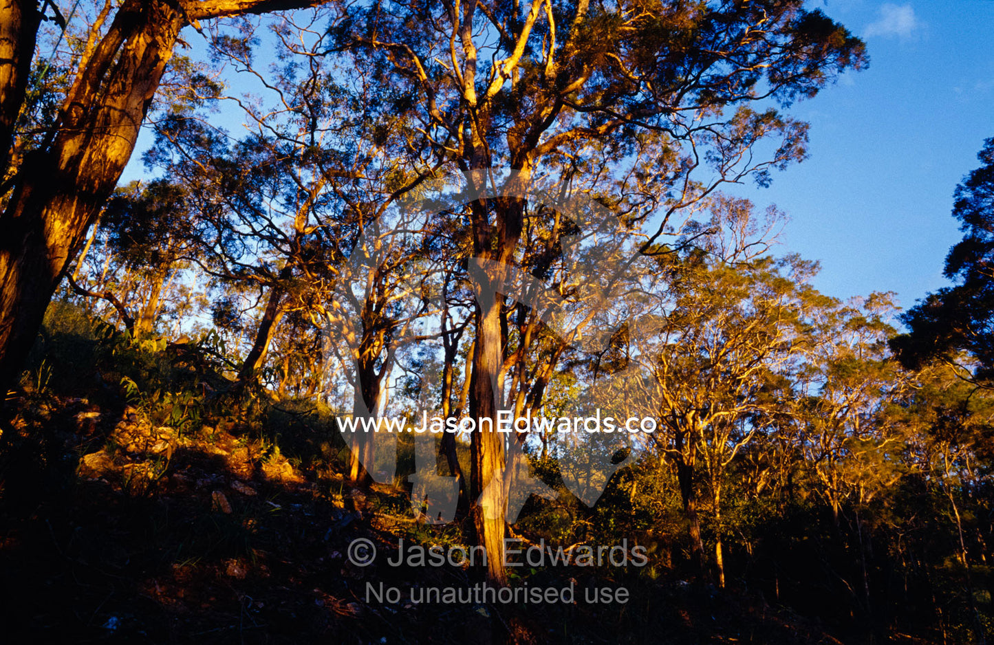 A Tropical Woodland in a gully catches the rays of the setting sun. Big Mitchell Creek, Queensland, Australia.