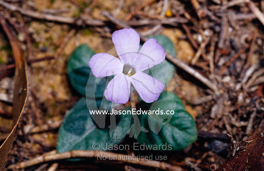 A lone delicate purple flower in a Tropical Paperbark Woodland. Big Mitchell Creek, Queensland, Australia.