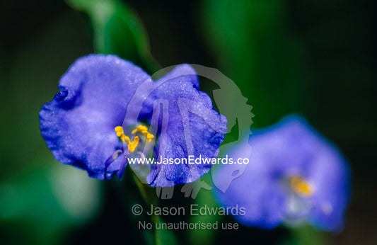 A delicate purple lily flower in a Tropical Paperbark Woodland. Big Mitchell Creek, Queensland, Australia.