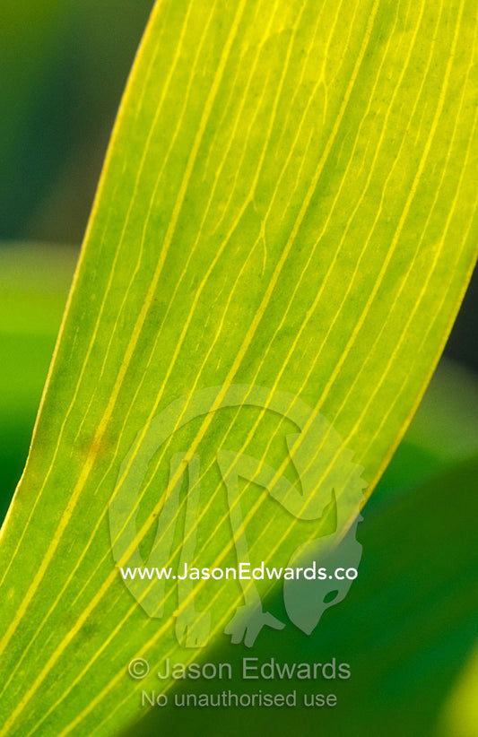 Backlit by the morning sun illuminates the veins in an Acacia leaf. Big Mitchell Creek, Queensland, Australia.