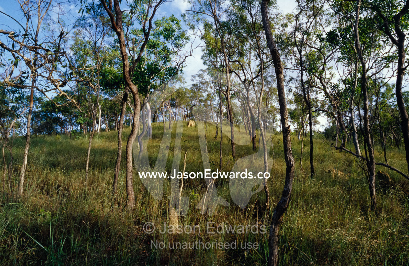 Termite mounds in a Tropical Paperbark Woodland, Melaleuca viridiflora Big Mitchell Creek, Queensland, Australia.