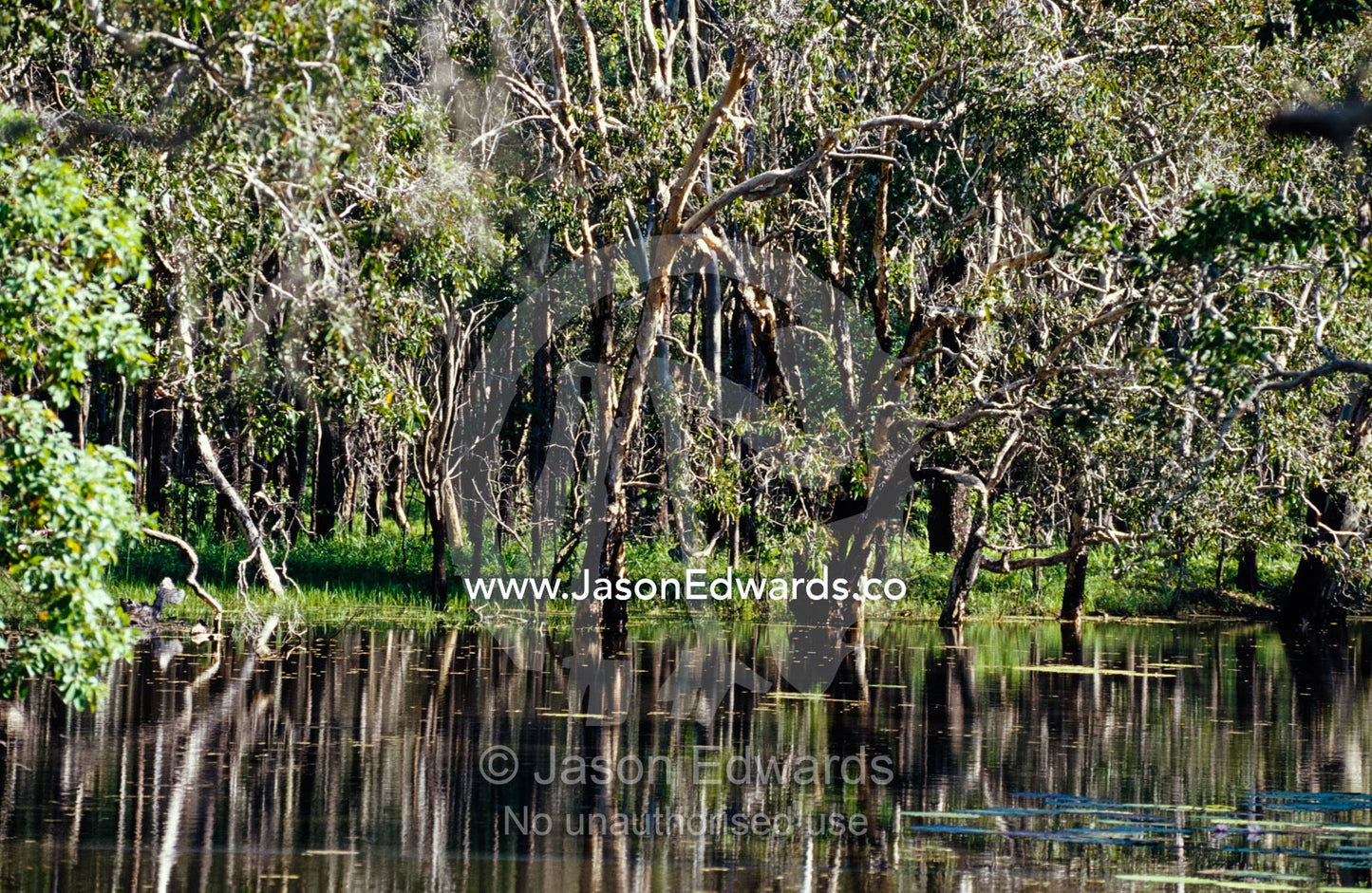 Reflections in a tranquil non-perrenial lagoon near Big Mitchell Creek Big Mitchell Creek, Queensland, Australia.