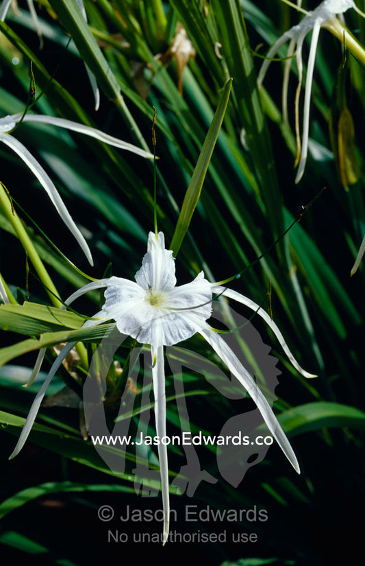 The delicate Crinum flower also known as the Swamp Lily or Spider Lily Big Mitchell Creek, Queensland, Australia.