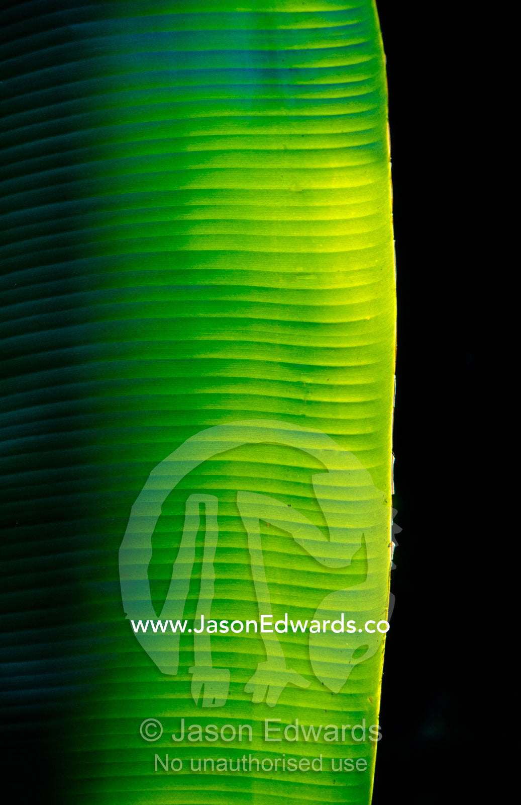 A ray of sunshine pierces the darkness and illuminate a banana leaf. Julatten, Queensland, Australia.