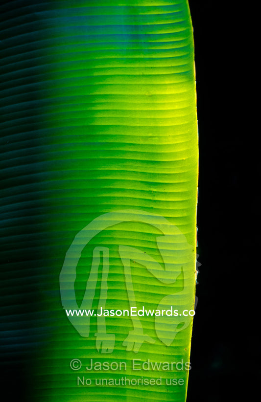 A ray of sunshine pierces the darkness and illuminate a banana leaf. Julatten, Queensland, Australia.