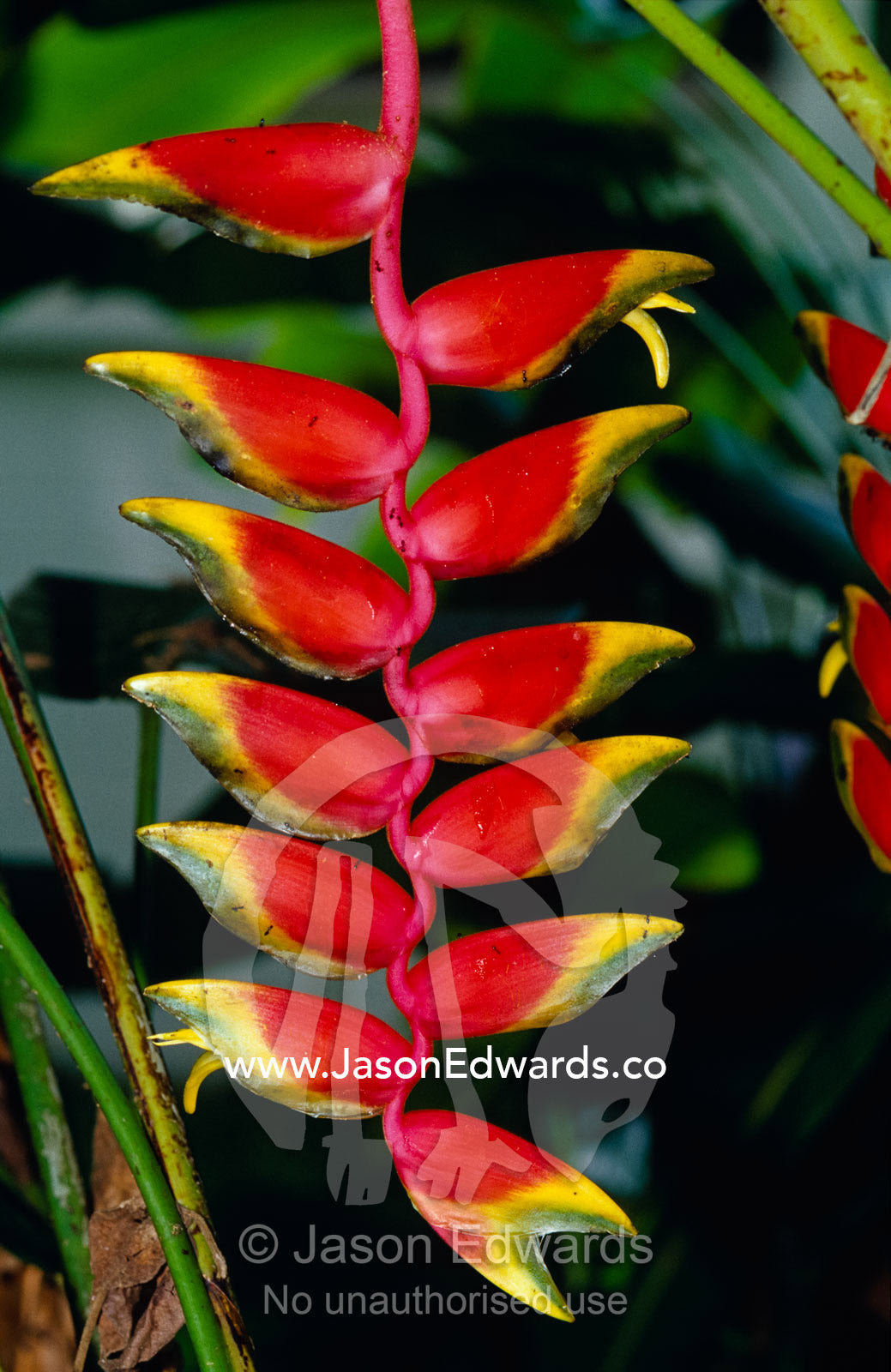 The bright red and yellow petals of the Heliconia flower. Julatten, Queensland, Australia.