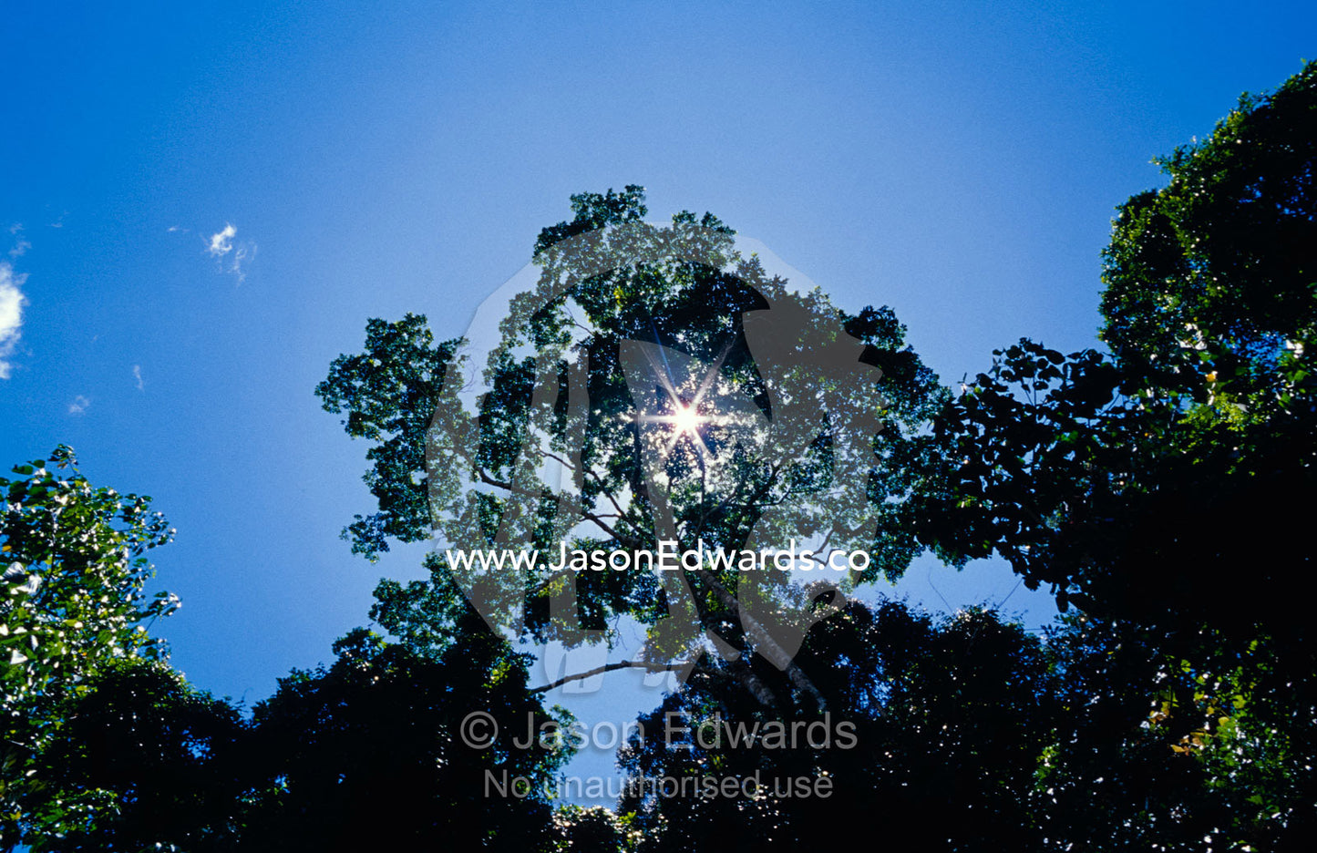 Sun rays pierce through the canopy of a Gallery Rainforest. Big Mitchell Creek, Queensland, Australia.
