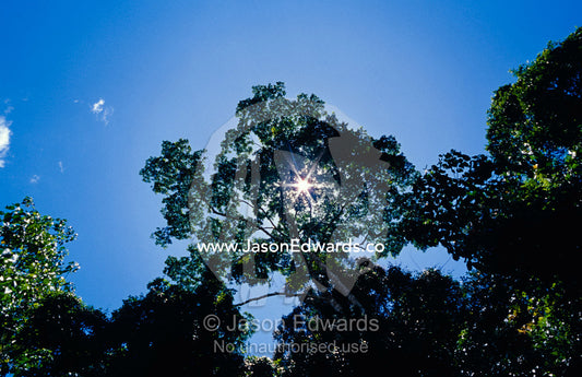 Sun rays pierce through the canopy of a Gallery Rainforest. Big Mitchell Creek, Queensland, Australia.