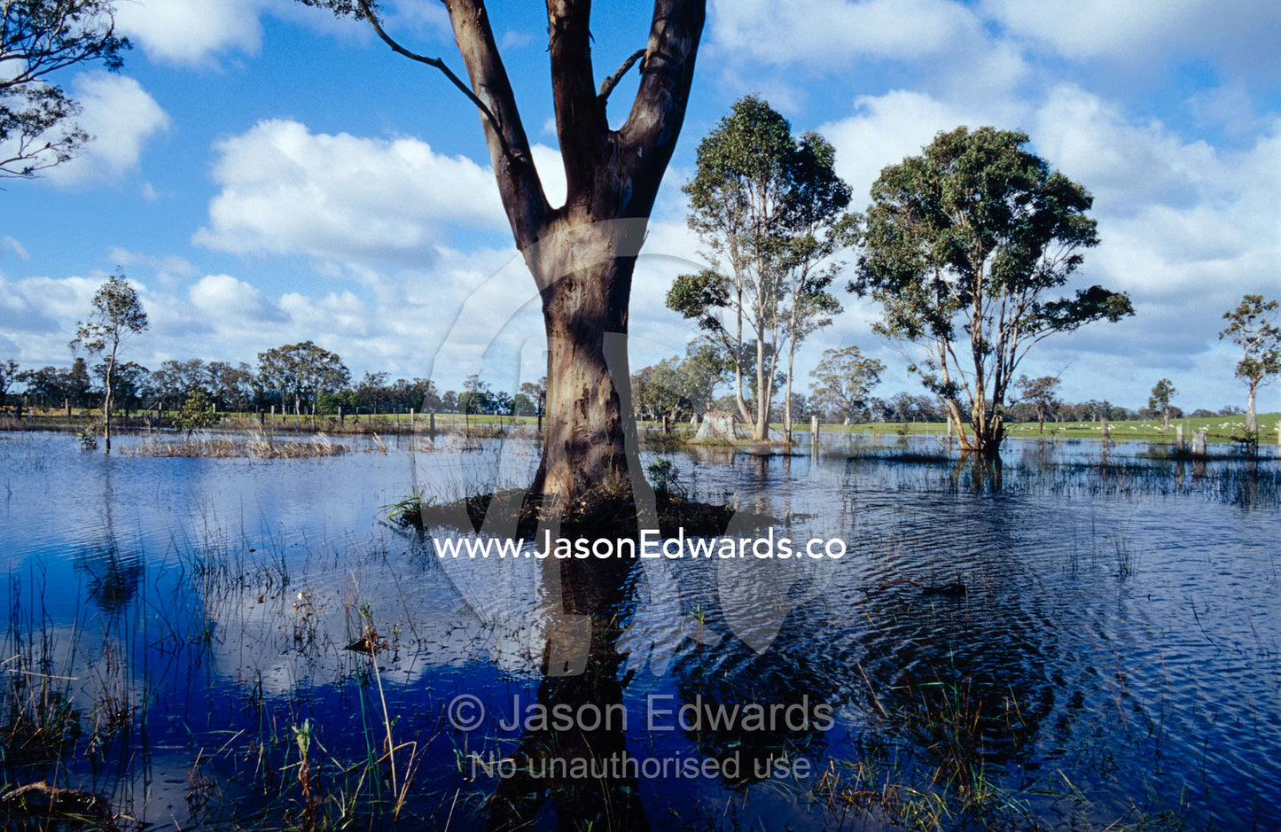 Rising flood waters engulf farmland reducing grazing for livestock. Gippsland, Victoria, Australia.