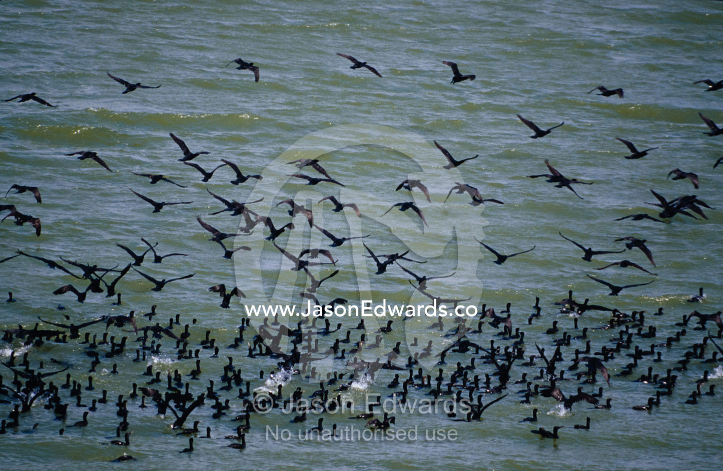 A large flock of Cormorants Phalacrocorax species, launch from a lake. Udawalawe National Park, Sri Lanka.