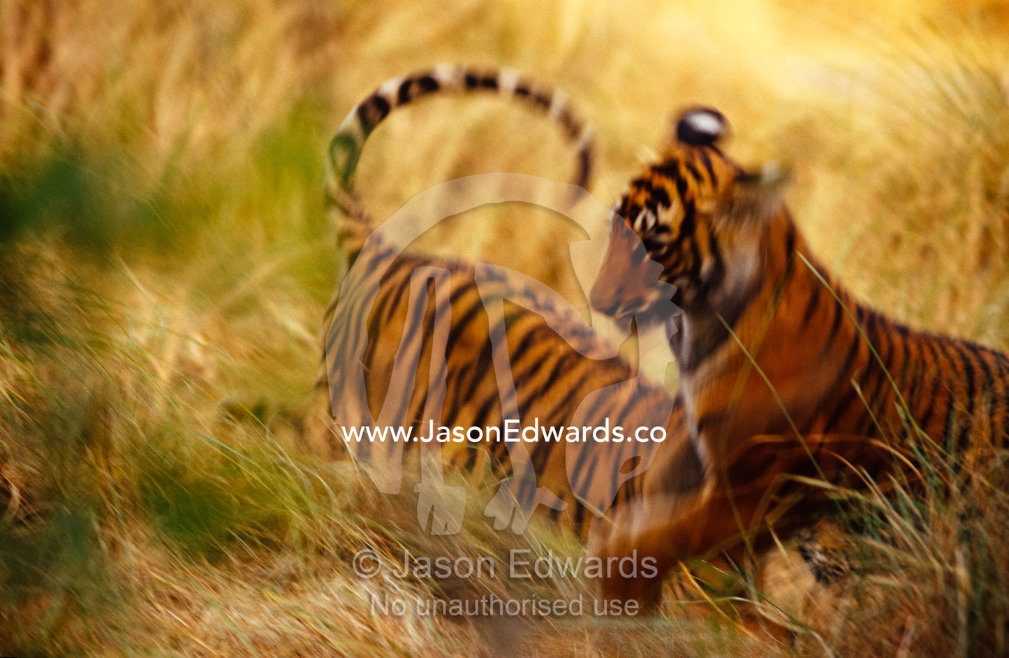 Endangered Bengal Tiger cubs play wrestling in the tall, dry grass. Ranthambhore National Park, India.