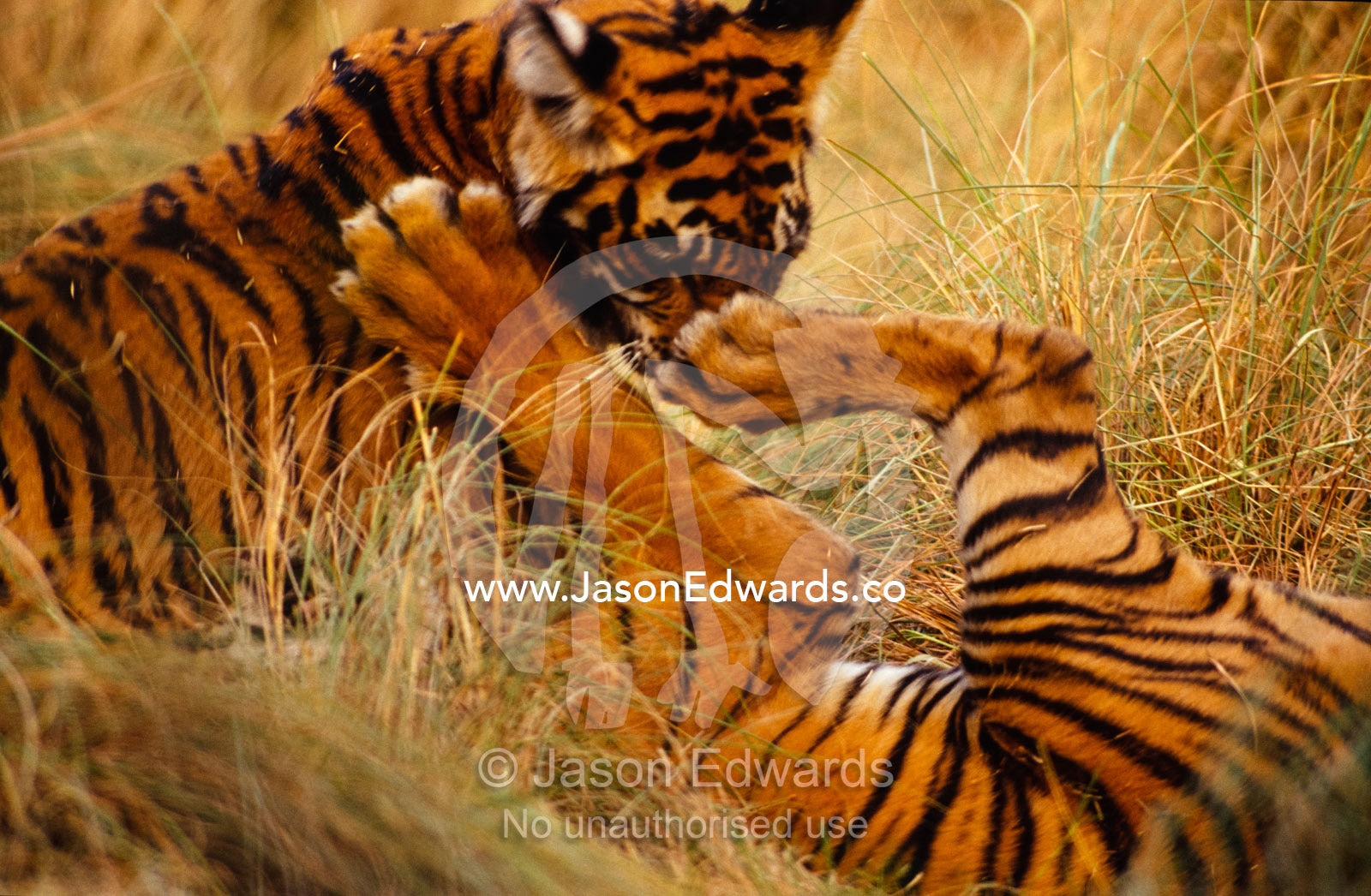 Endangered Bengal Tiger cubs play wrestling in the tall, dry grass. Ranthambhore National Park, India.