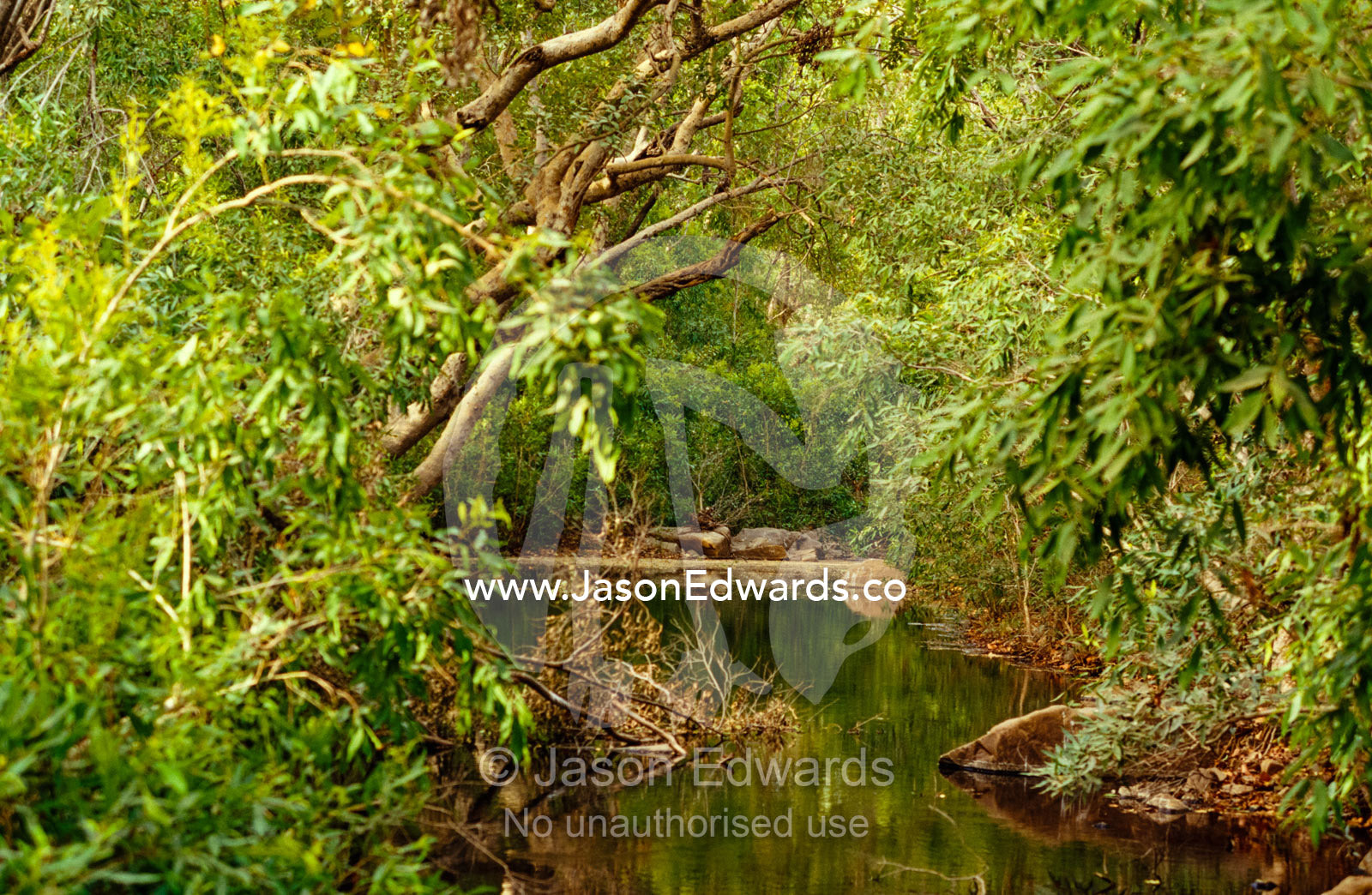 A tropical rainforest pool offers a cool respite in the dry season. Ranthambhore National Park, India.