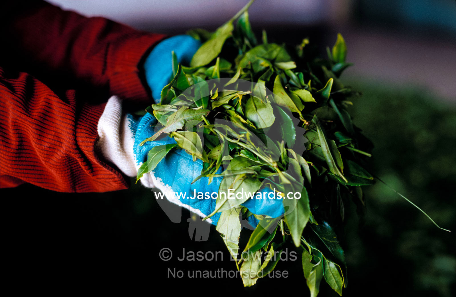 A tea farmer cradles freshly picked tea leaves in his gloved hands. Nuwara Eliya, Sri Lanka.