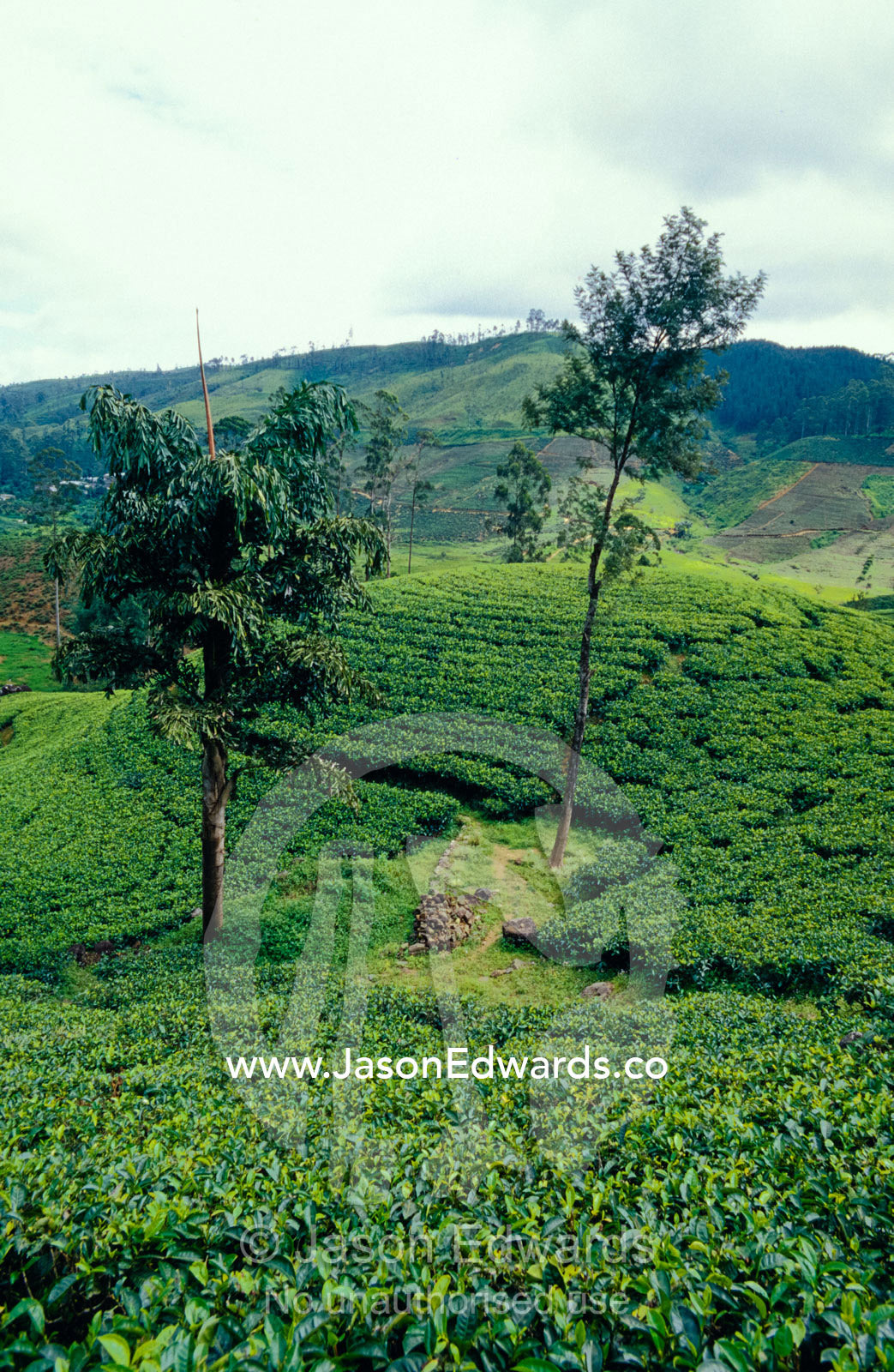Tea plantations cover the rolling green hills surrounding Nuwara Eliya Nuwara Eliya, Sri Lanka.