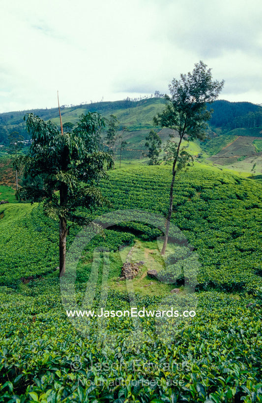 Tea plantations cover the rolling green hills surrounding Nuwara Eliya Nuwara Eliya, Sri Lanka.