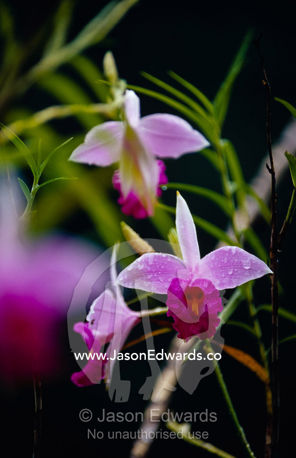 The delicate purple and pink petals of a Cattleya Orchid after rain. Kandy, Sri Lanka.