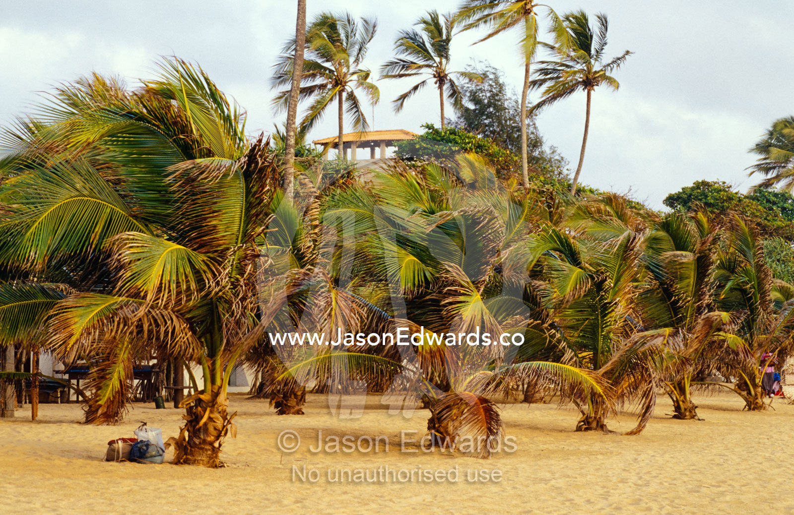 A late afternoon breeze ruffle palm trees on an empty tropical beach. Negombo Beach, Sri Lanka.