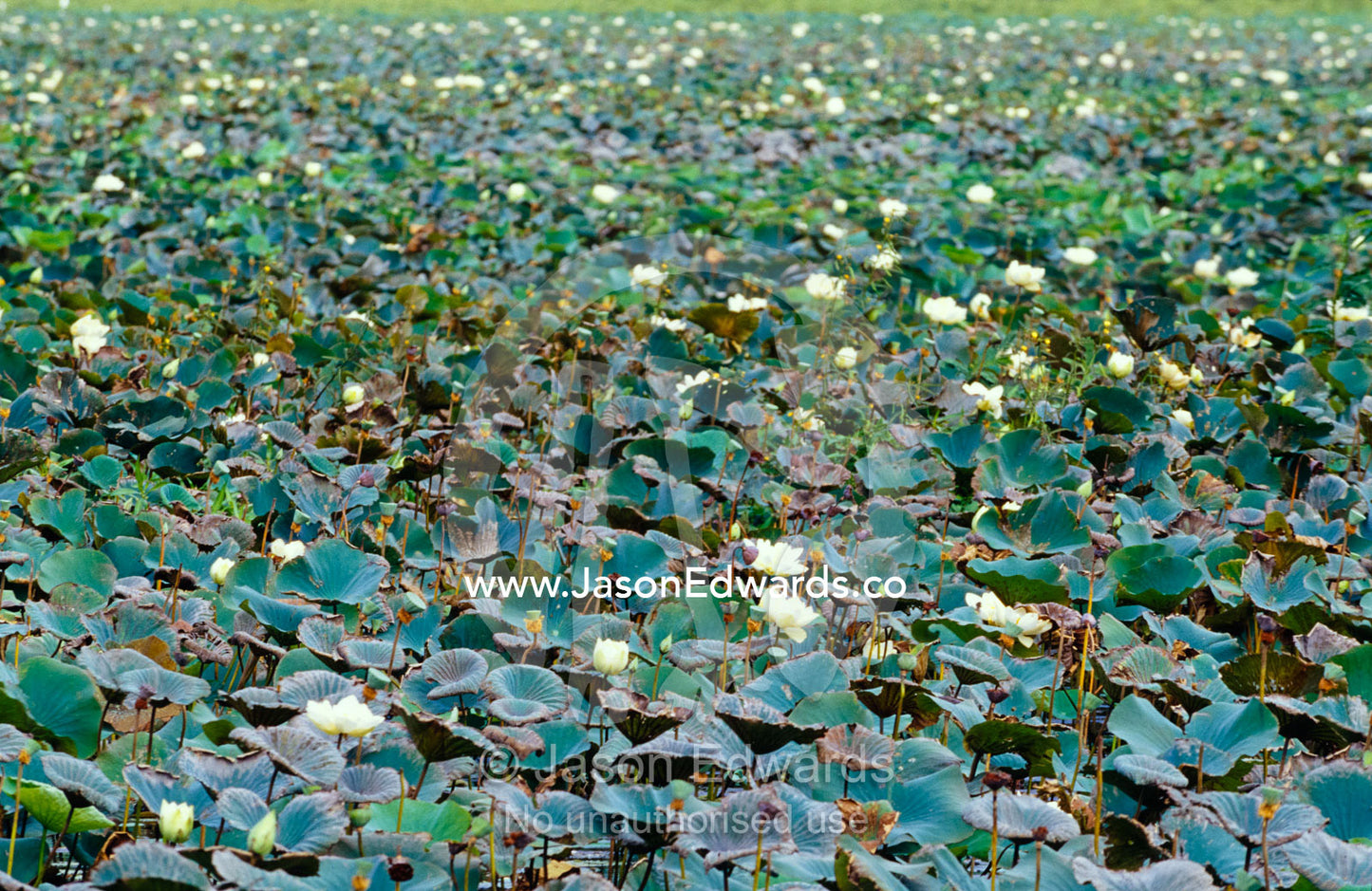 A vast sea of Water Lily cover the surface of Habarana Tank. Habarana Tank, Sri Lanka.