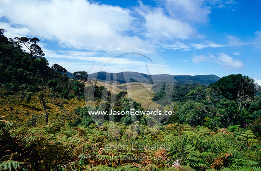 Clouds waft over Wet Mountain Grasslands and Montane Cloud Forests. Horton Plains National Park, Sri Lanka.
