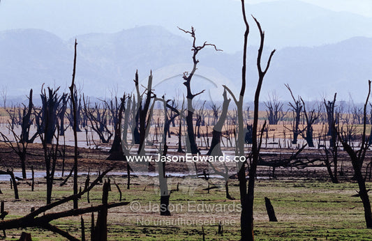 A forest of dead stags at the bottom of a dam during the dry season. Udawalawe National Park, Sri Lanka.