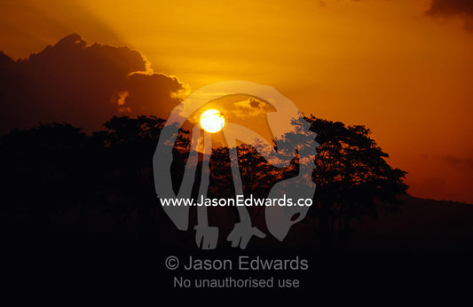 A tropical sunset descends over the canopy of a grassland forest. Udawalawe National Park, Sri Lanka.