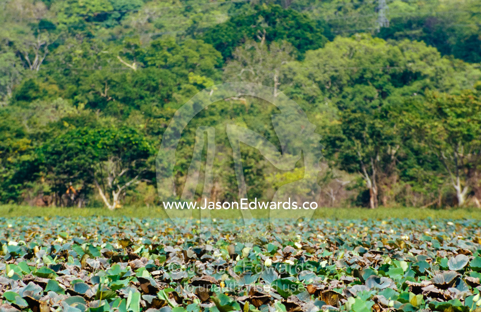 A vast sea of Water Lily cover the surface of Habarana Tank. Habarana Tank, Sri Lanka.