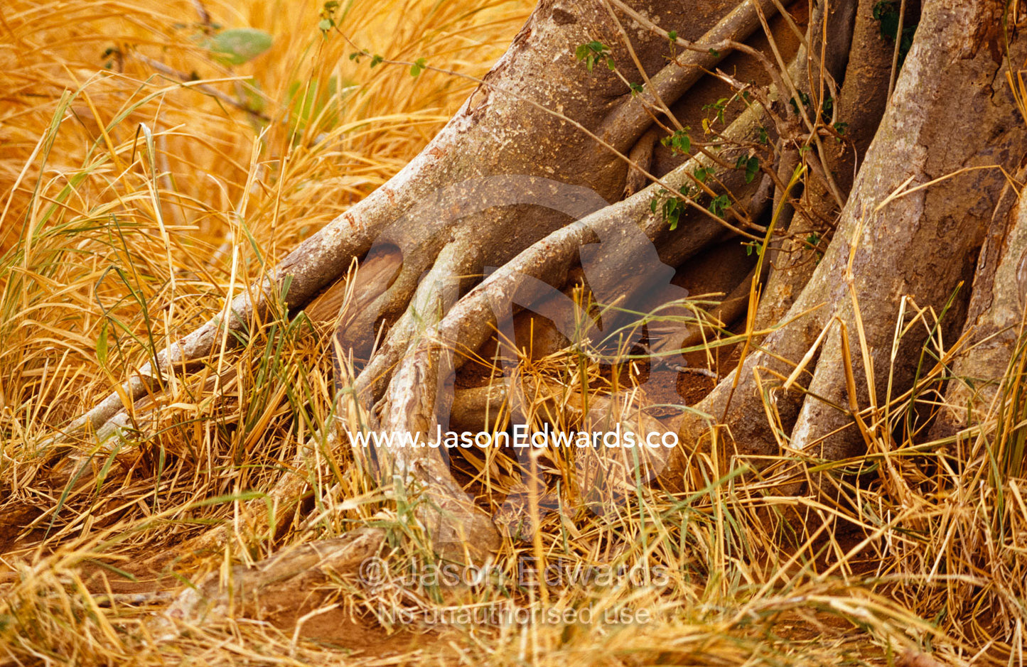 The twisted roots of a Banyan Tree sink into dry grasses and earth. Udawalawe National Park, Sri Lanka.