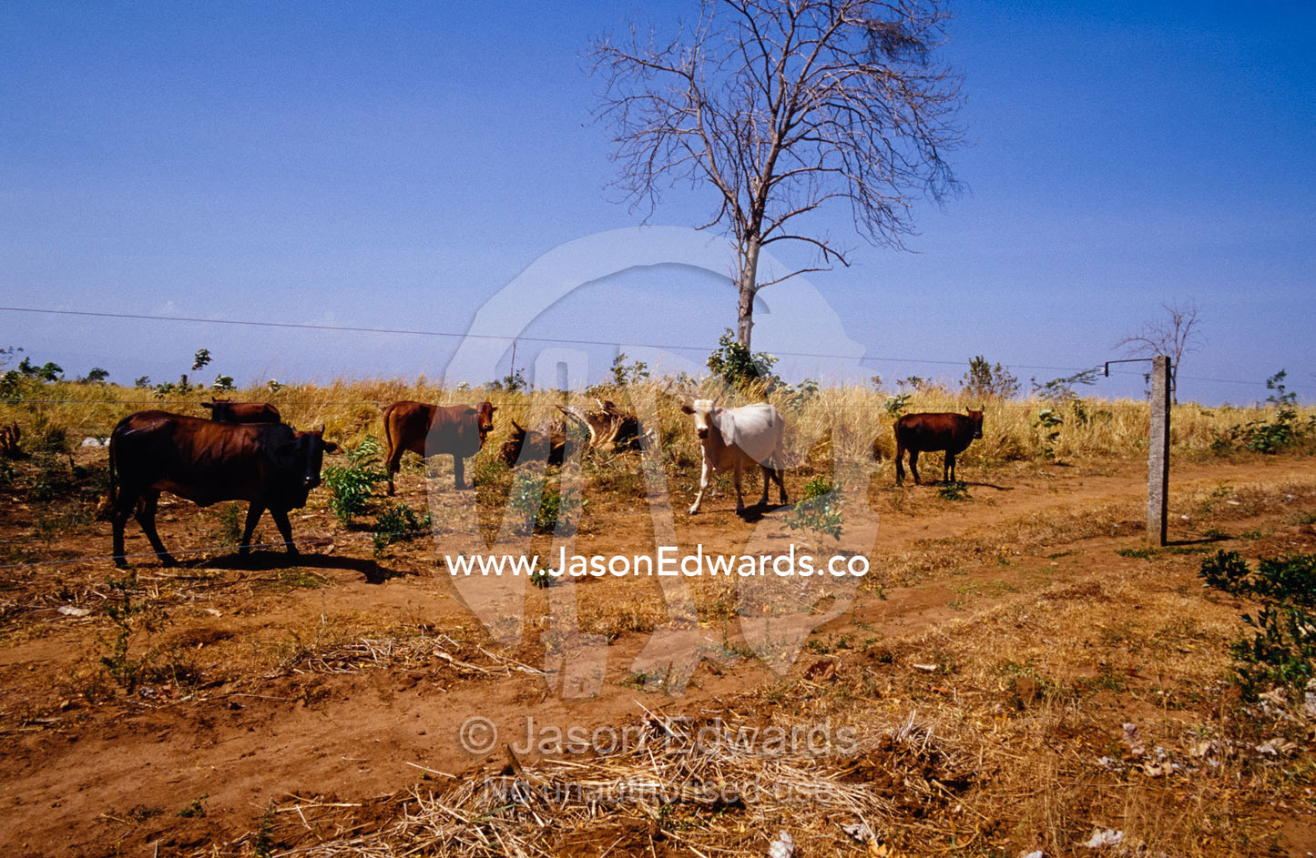 Domestic cattle inside the electric boundary fence of a national park. Udawalawe National Park, Sri Lanka.