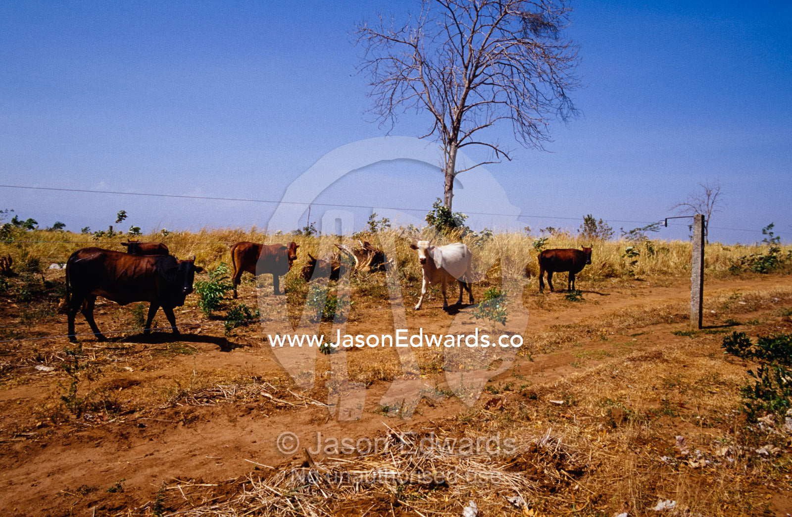 Domestic cattle inside the electric boundary fence of a national park. Udawalawe National Park, Sri Lanka.