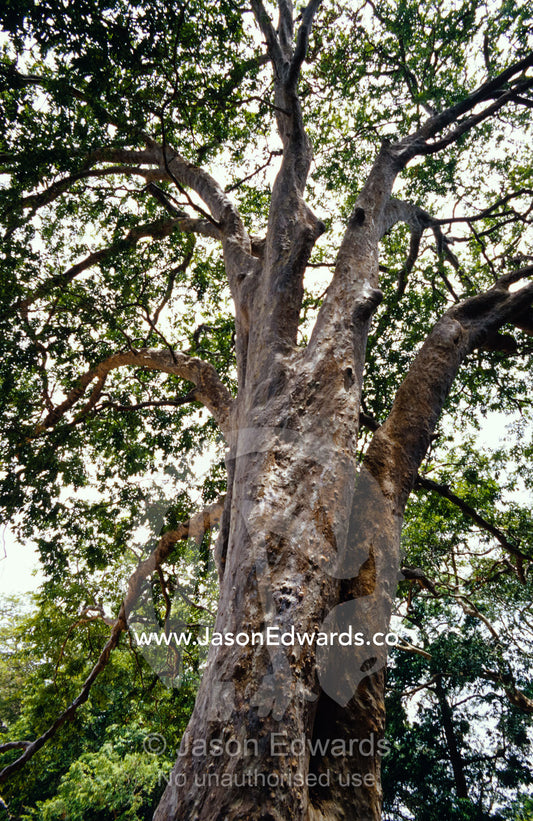 A magnificent Banyan Tree trunk and leafy canopy. Yala National Park, Sri Lanka.