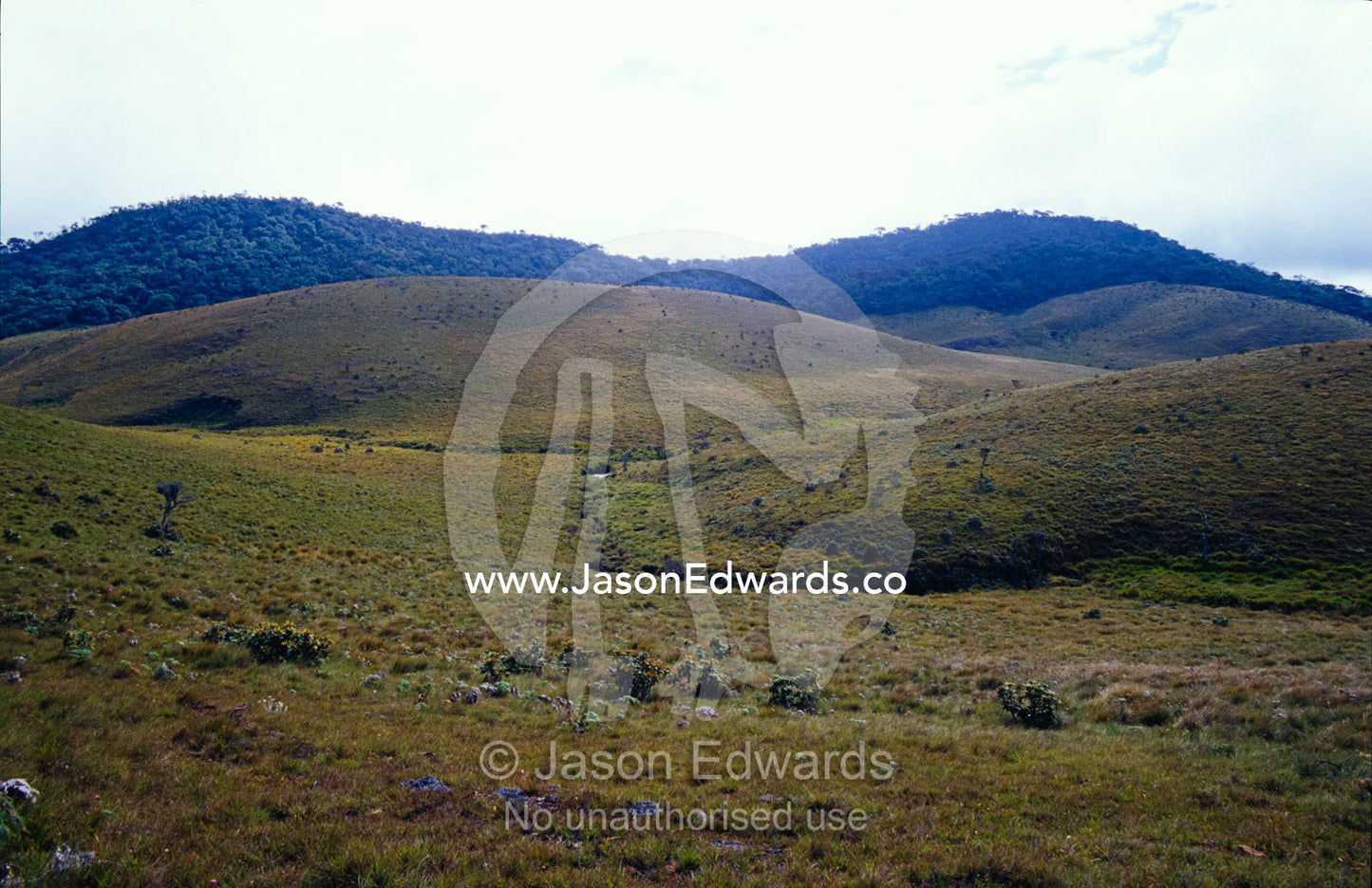 Clouds waft over Wet Mountain Grasslands and Montane Cloud Forests. Horton Plains National Park, Sri Lanka.