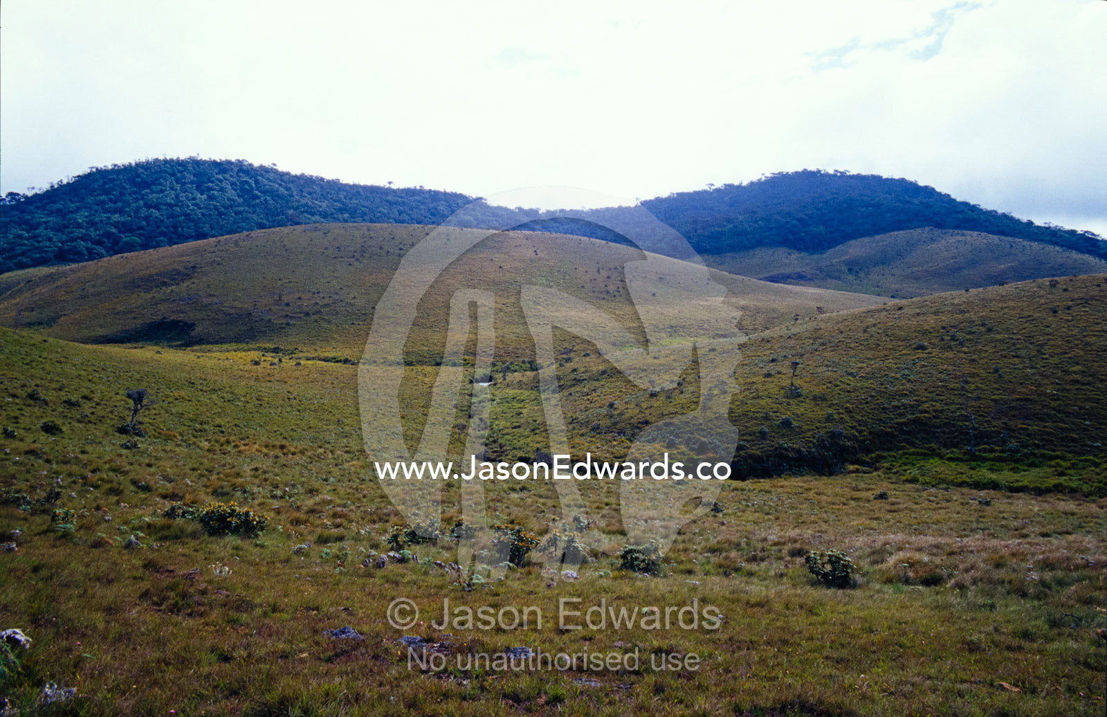 Clouds waft over Wet Mountain Grasslands and Montane Cloud Forests. Horton Plains National Park, Sri Lanka.