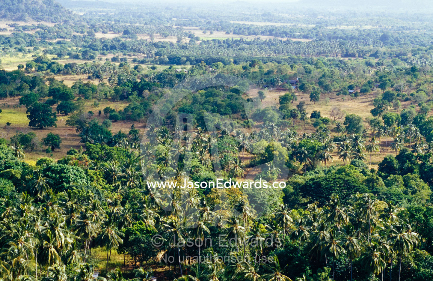 Palm tree plantations laden with coconuts dot farmland in a valley. Dambulla Buddhist Cave Temple, Sri Lanka.