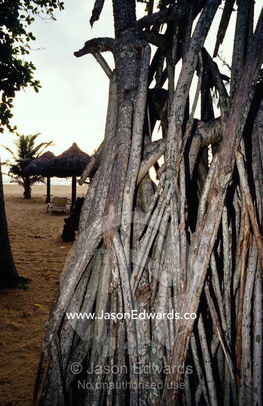 A tangle of aerial roots descend into the sands lining Negombo beach. Negombo Beach, Sri Lanka.