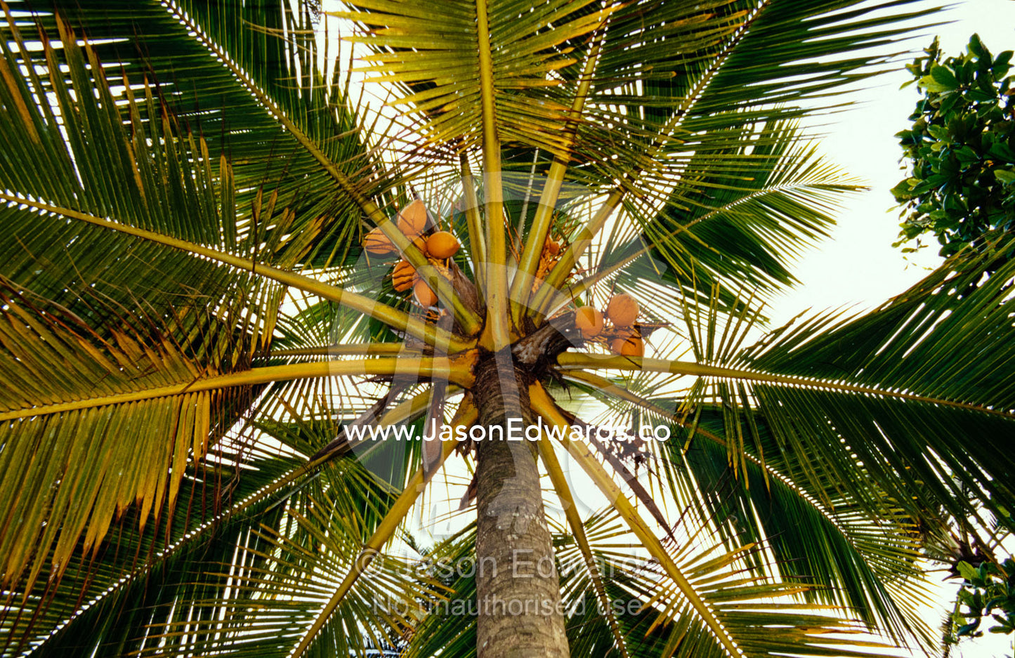 Bright orange coconuts hang in clusters in the canopy of a palm tree. Negombo Beach, Sri Lanka.