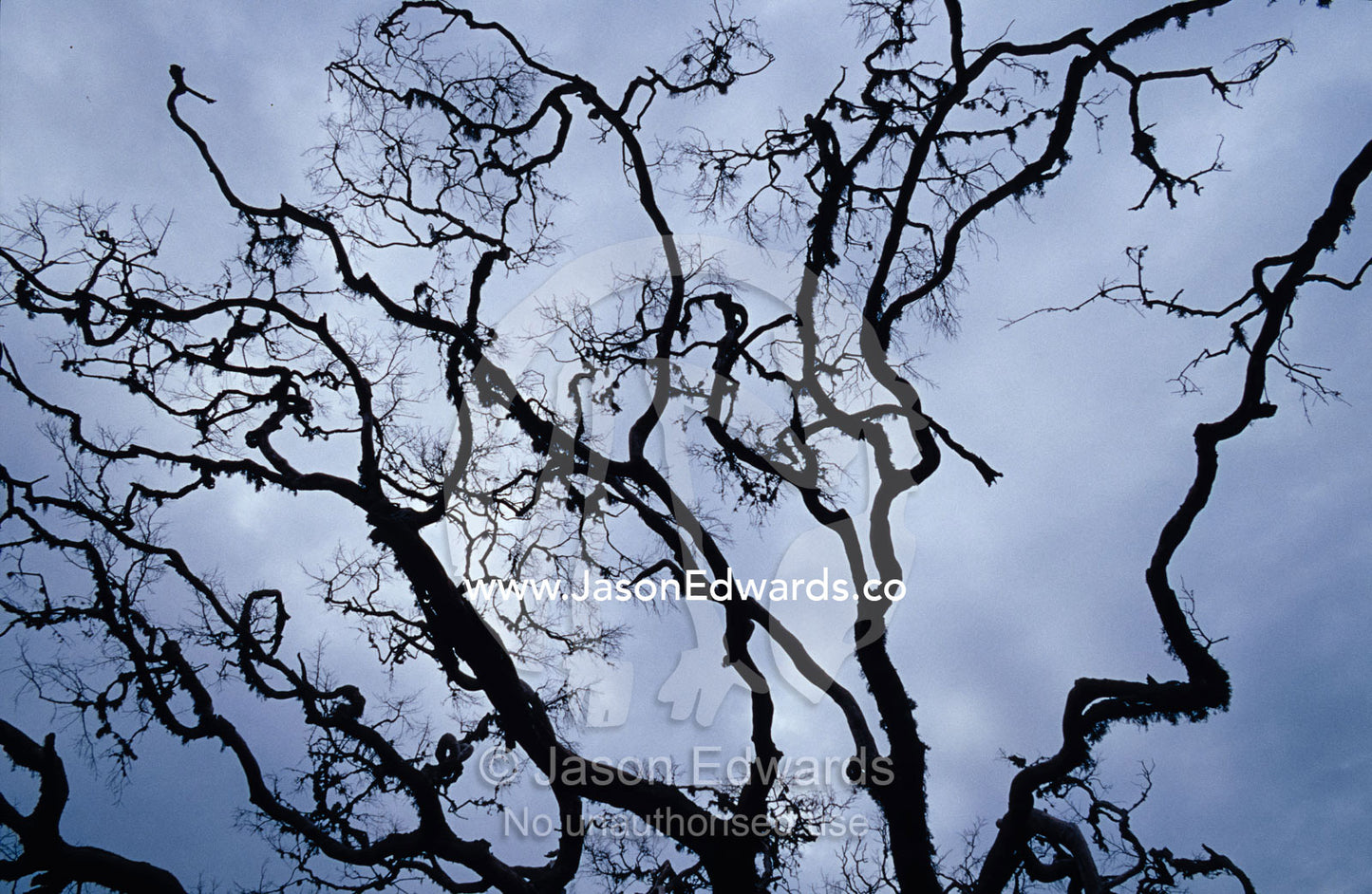 Dead branches of a wetland tree reach into a stormy sky like fingers. Bundala National Park, Sri Lanka.