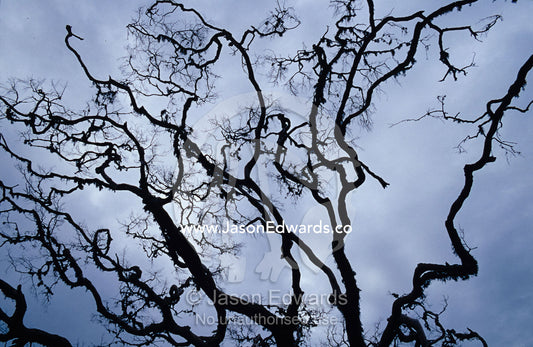 Dead branches of a wetland tree reach into a stormy sky like fingers. Bundala National Park, Sri Lanka.